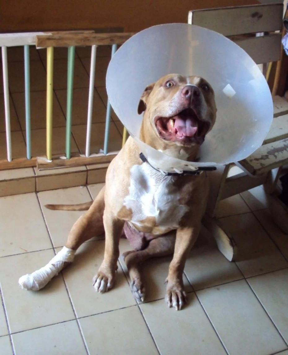 Foto 3:  — Dr. Thiago Luiz Santos Tross - Médico Veterinário